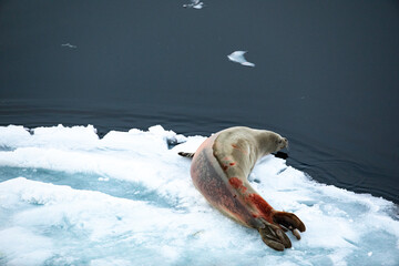 Crabeater seals going into the sea on a floating ice floe during sunset, sunrise, midnight sun with...