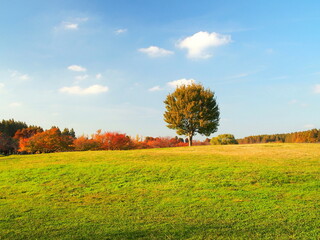 秋の午後のみさと公園の草原と立ち木風景