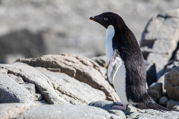 Adelie penguin as detail shot on a rock looking at the left direction with open wings in Antarctica