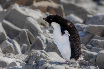 Adelie penguin as detail shot on a rock looking at the left direction with open wings in Antarctica
