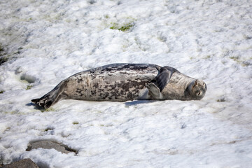 Close up Crabeater seal sleeping on top of a snow and ice floe in Antarctica 