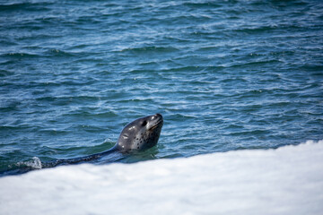 Fototapeta premium Close up Leopard seal swimming in the water next to an ice floe in Antarctica 