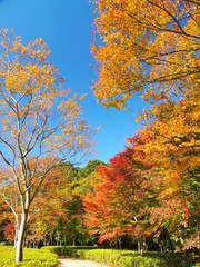 秋の黄葉の木々のある公園風景　21世紀の森と広場