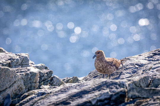 Close Up of a brown great antarctic skua on a rock with blue water in the background with sun reflecting in the water 
