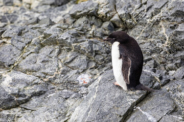 Fototapeta premium Adélie Penguin (Adelie) standing on rock on the Antarctic Peninsula looking into the distance