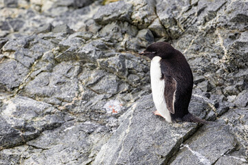 Adélie Penguin (Adelie) standing on rock on the Antarctic Peninsula looking into the distance