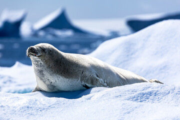 Fototapeta premium Close up Crabeater seal on top of a snow and ice floe in Antarctica 