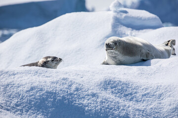 Crabeater seal next to baby on top of a snow and ice floe in Antarctica 