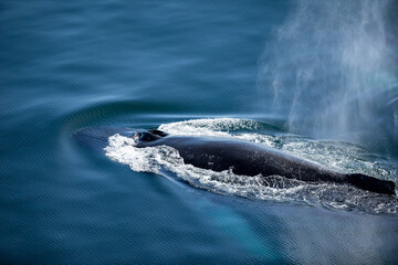 Humpback Whale half out of the water, blowing water in Antarctica 