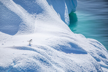 Adelie penguins standing on a floating iceberg in blue sea in Antarctica