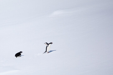Two Adelie Penguins looking in the right direction on an iceberg in the middle of Antarctica