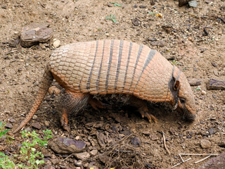 Six-banded armadillo (Euphractus sexcinctus) walking on a ground and seen from profile