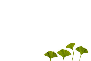 Fresh spring ginkgo biloba leaves isolated on white background. space for text, minimalism