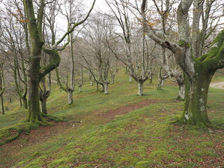 Bosque de hayas