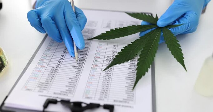 Female chemical technologist working in laboratory is studying properties of marijuana. Chemical composition of hemp in lab