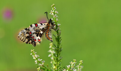 Zerynthia cerisyi  955