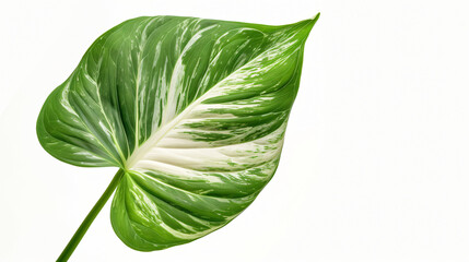 Homalomena foliage Green leaf with white petiole