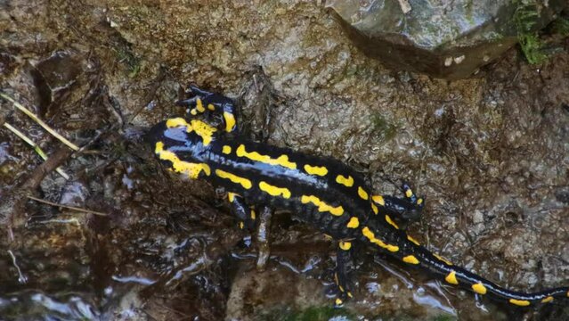 Fire salamander crawling on mud, slipping and falling down