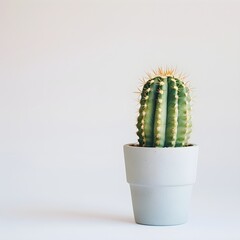 stylish home decoration of cactus houseplant in a minimalist pot