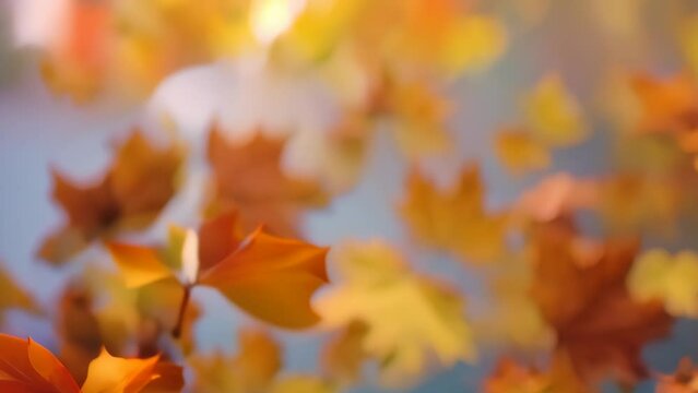fall leaves flying. 4k video animation