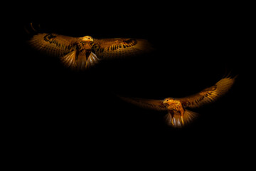Bird of prey. A bird photo edited with low key technique. Artistic wildlife photography. Black...