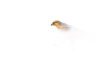 Bird of prey. A bird photo edited with high key technique. Artistic wildlife photography. White background. Buzzard.