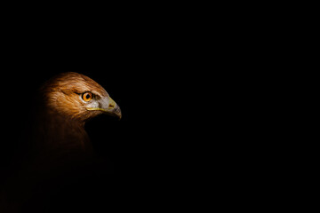 Bird of prey. A bird photo edited with low key technique. Artistic wildlife photography. Black background. Buzzard.