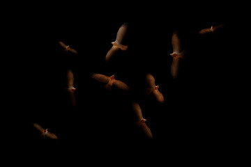 Bird of prey. A bird photo edited with low key technique. Artistic wildlife photography. Black...