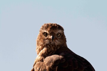 Eagle with blue sky looking us in the eye in Namibia