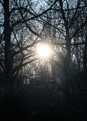 Soleil vu à travers une forêt en hiver