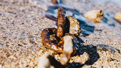 Chaîne d'amarrage rouillé immerger dans l'eau au bord de la plage de Saint Victor sur Loire