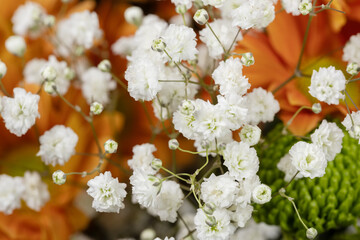 Gypsophila paniculata with delicate white blossoms closeup