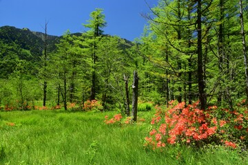 レンゲツツジ咲き誇る上高地