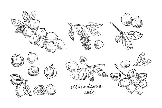 Set of Macadamia nuts in linear sketch style. Hand drawn vintage vector illustration for macadamia oil, cosmetic and food background. Macadamia branches, plant parts, whole fruit, halves and leaves. 