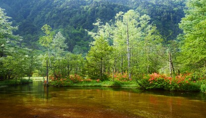 レンゲツツジ咲き誇る上高地