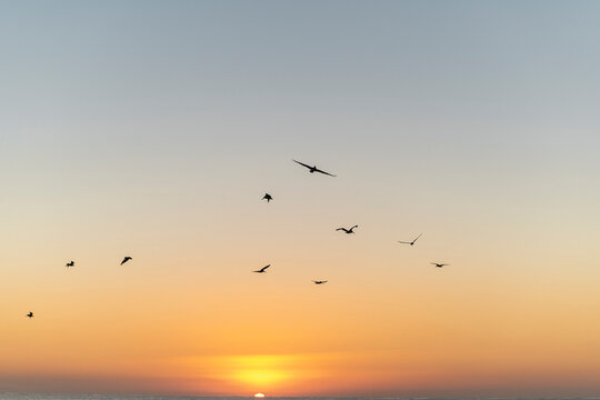 Flock of pelicans flying at dawn over the sea, Pacific Coast, Mexico