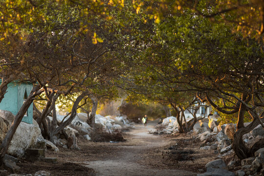 Blurry surfer through pathway with coastal trees in Pacific Coast of Oaxaca, Mexico