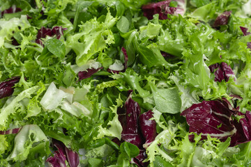 Mixed salad leaves with water drops. Healthy food background. Top view
