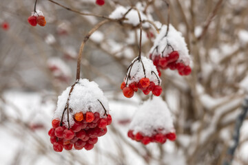 Red bunches of viburnum branches covered with the first winter snow. Bouquet red viburnum under the snow.