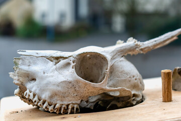 Skull of young deer with its teeth and antlers