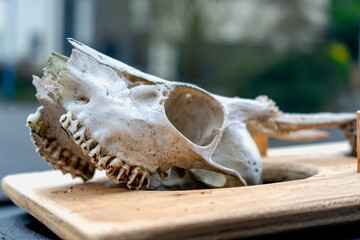 Skull of young deer with its teeth and antlers