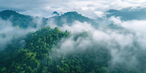 Foggy landscape in the jungle Fog and cloud