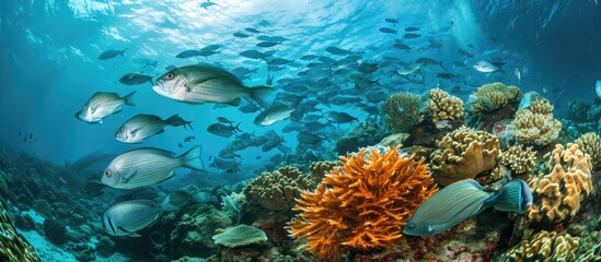 Underwater photography captures marine life, including a school of sea breams and a coral reef.