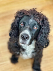 Black English Cocker Spaniel dog