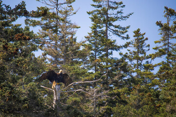 Bald Eagle with Wings Spread and Perched on Dead Tree in Forest