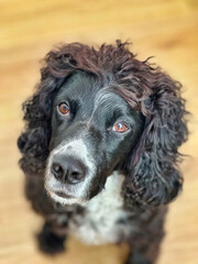 Black English Cocker Spaniel dog