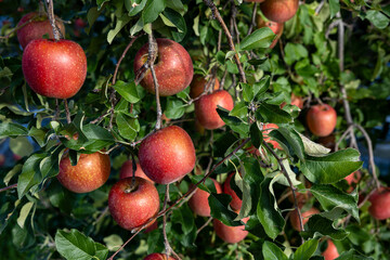 The Chiyuki, a delicious apple variety from the orchard.