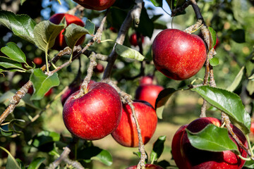 Akibae of delicious apple varieties in the orchard.