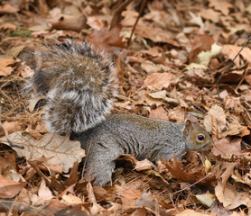 Funny eastern gray squirrel (Sciurus carolinensis) in winter Central park, New York City