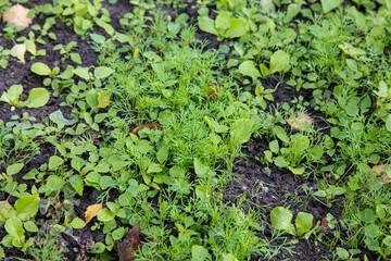 Green leaves of dill radishes and weeds stick out of the ground in the garden.